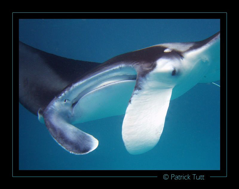 Who's watching who? - Maldives - Lumix FX01 by Patrick Tutt 