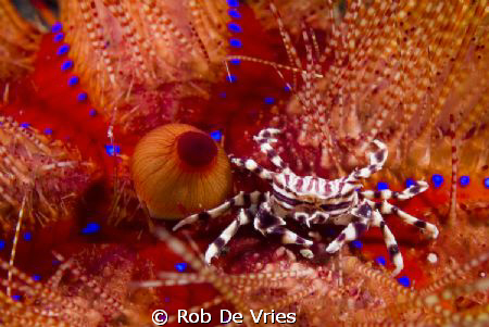 Zebra carb in fire Urgin by Rob De Vries 
