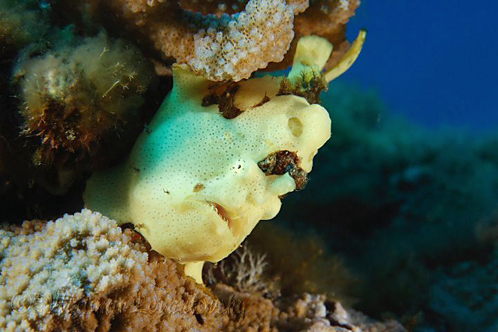 Painted frogfish by Vladimir Levantovsky 