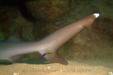 Tunnels, Kauai. I heard there's a resident white tip and ... by Christopher Ward 