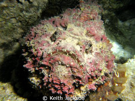 Stone fish by Keith Jackson 