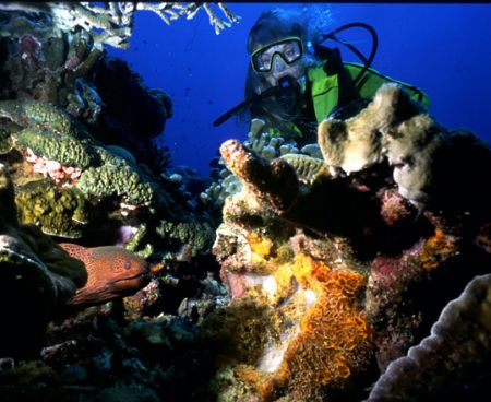 Golden Moray.  Ingles Shoal, Walindi, WNB, PNG.  Housed N... by Rick Tegeler 