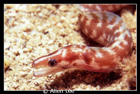 eel.Nikon F100,60mm,f11,1/180,YS-120,RVP100. by Allen Lee 