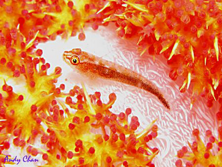 Soft Coral Goby - Tulamben by Andy Chan 