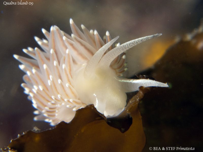 Red flabellina on kelp, Flabellina triophina. Quadra Isla... by Bea & Stef Primatesta 