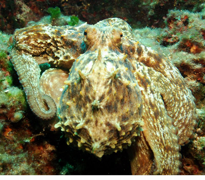 Octopus at DS Zaglav by Andy Kutsch 