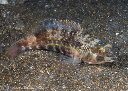 Unknown. Night dive. Galapagos. D200, 60mm. by Derek Haslam 