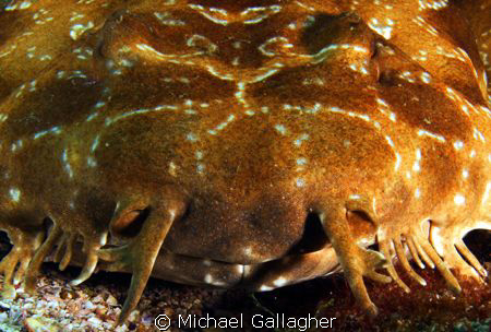 Wobbegong shark portrait taken at Julian Rocks, Byron Bay... by Michael Gallagher 