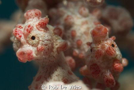 Two Bargabanti pigmee seahorses wondering what kind of ca... by Rob De Vries 