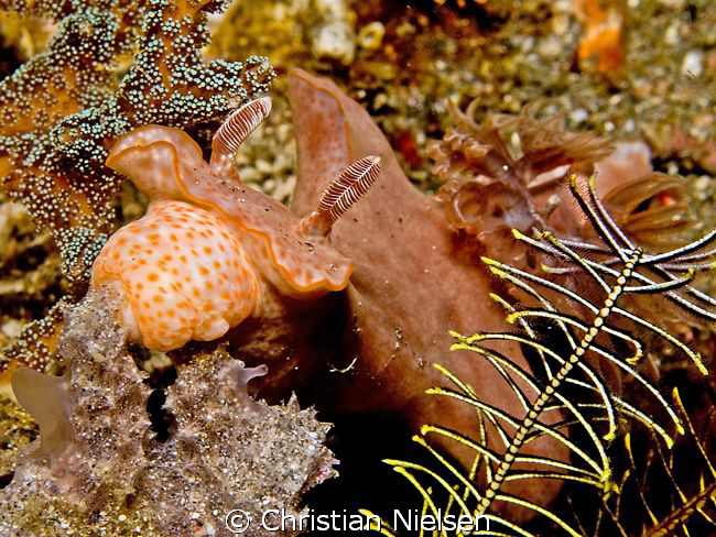 Big fat Nudibranch in the waters of Komodo.
Olympus E330... by Christian Nielsen 