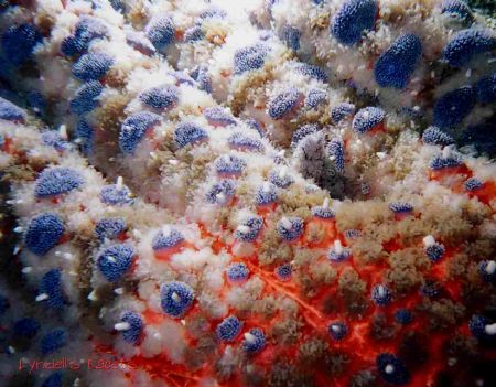 This is a close up of a Stripped Sunstar at 7 Tree Isl. o... by Lyndell Weldon 