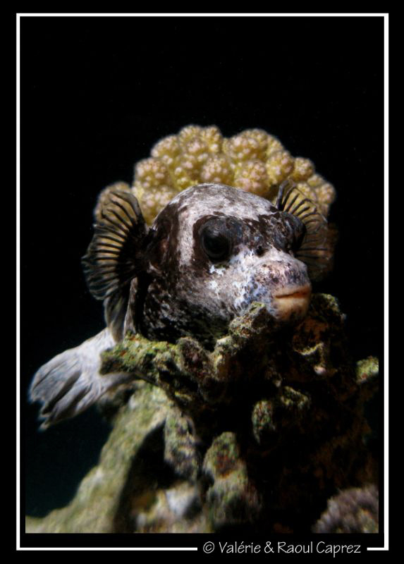 Picture of an Arothron taken during a night dive in Sharm... by Raoul Caprez 