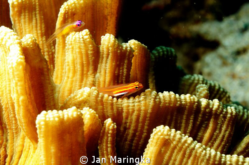 blenny on hard coral by Jan Maringka 
