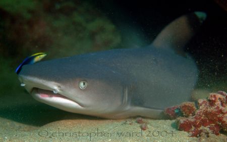 Tunnels, Kauai. Another view of the resident white tip re... by Christopher Ward 