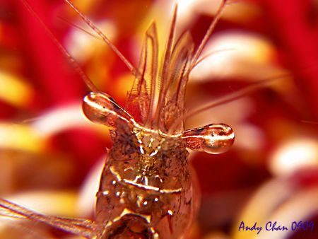 Long Arm Shrimp On G 9 by Andy Chan 