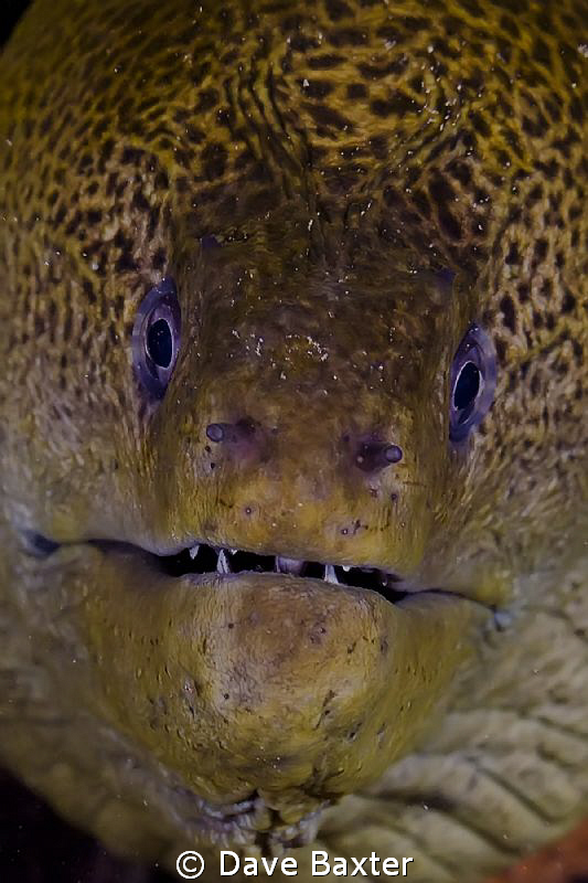 old bugger moray @ Nusa pendia by Dave Baxter 