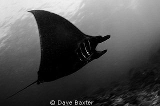 manta @ manta point Bali by Dave Baxter 
