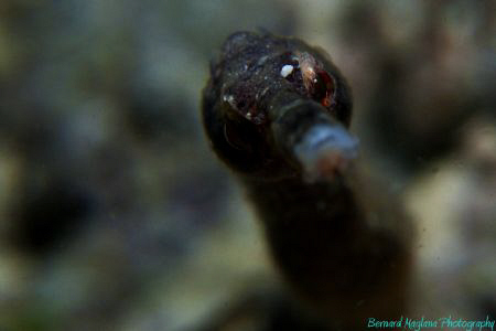Another try, at a faster shutter and lower ISO, smaller a... by Bernard Maglana 