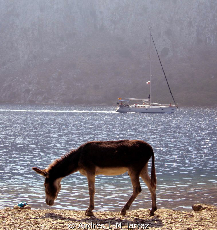 Donkeys by the sea.Before a dive
Turkey.Aegan Sea by Andres L-M_larraz 