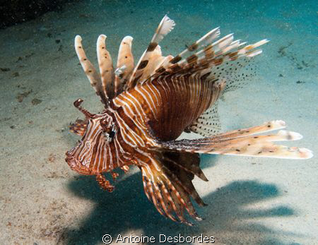 Pterois by Antoine Desbordes 