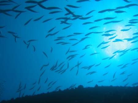 School of Yellow Jacks swimming above me at the wreck of ... by Duane Gabor 