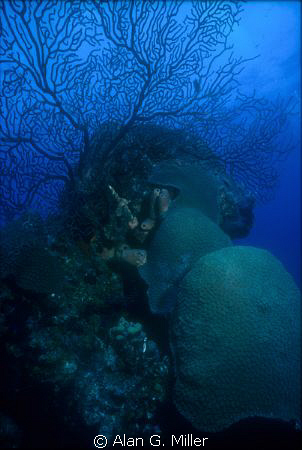 shot on Kodachrome 64 with a Nikonos V and 15 mm lens and... by Alan G. Miller 