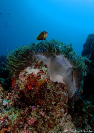 Enjoy the view.Clown Fish and Porcelin Crab.Had to wait f... by Andrew Rankin 