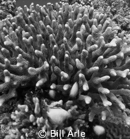 Experimented with black and white for this photo, to take... by Bill Arle 