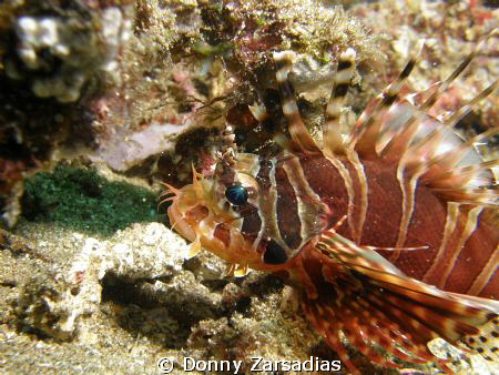 Lionfish Taken at Anilao Batangas Philippines. Lionfish k... by Donny Zarsadias 