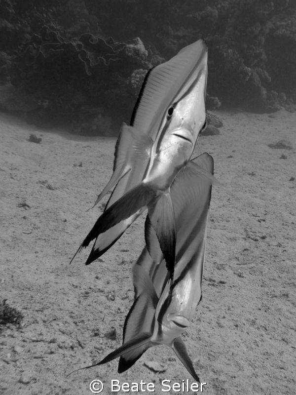 Two friendly batfish at El Quseir , taken with Canon G10 by Beate Seiler 