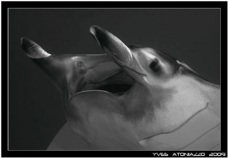 Here is what hapen when you got the wrong lens for the jo... by Yves Antoniazzo 