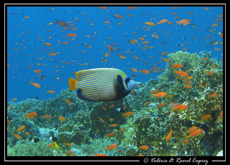 Crowded day ! by Raoul Caprez 
