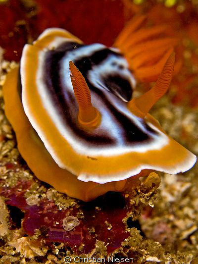 Nudibranch, a resident in Komodo.
Olympus E330, 50mm Mac... by Christian Nielsen 