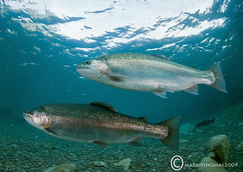 Rainbows.
D3 15mm. by Mark Thomas 