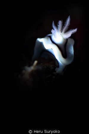nudibranch, taken at morela, ambon - indonesia by Heru Suryoko 