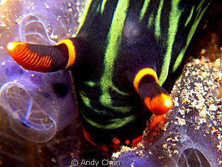 Nembrotha Kubaryana on G9
Japanese shipwreck - Amed by Andy Chan 