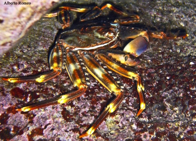 Portrait of the alien crab Percnon gibbesi comed in Medit... by Alberto Romeo 