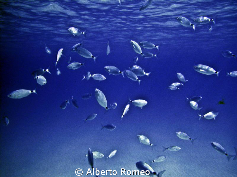 A flock of Occhiate blacktail  "Oblada melanura" by Alberto Romeo 