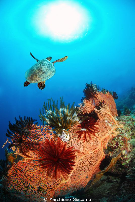 REEF
Nikon D200, 10,5mm,twin strobo
Gili trawalgan 2009 by Marchione Giacomo 