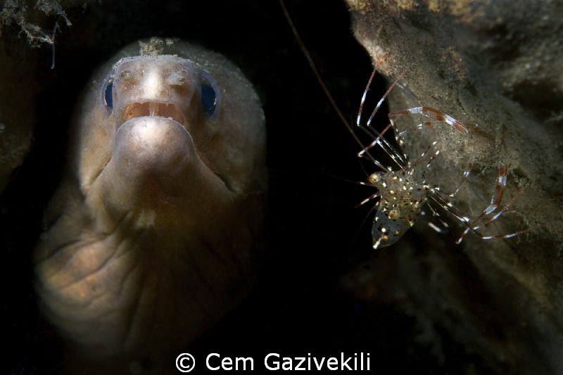 ... by Cem Gazivekili 