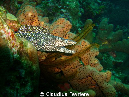 Spotter Moray by Claudius Fevriere 