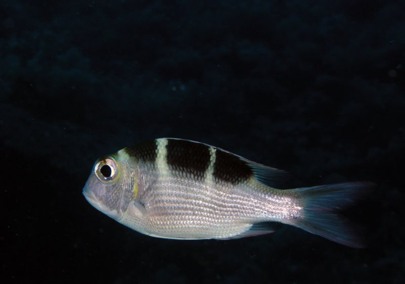 Taken on a night dive in the Red Sea. by Carol Cox 