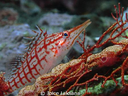 This hawk fish was swimming here and there, try to play h... by Joice Laksana 