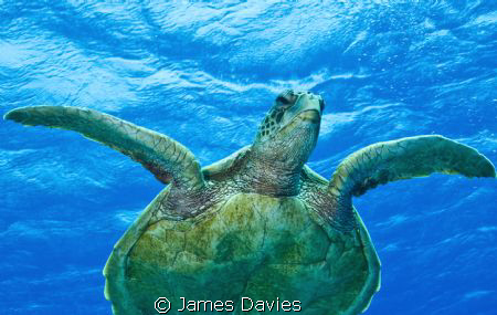 This green turtle we saw swimming in the distance so we s... by James Davies 