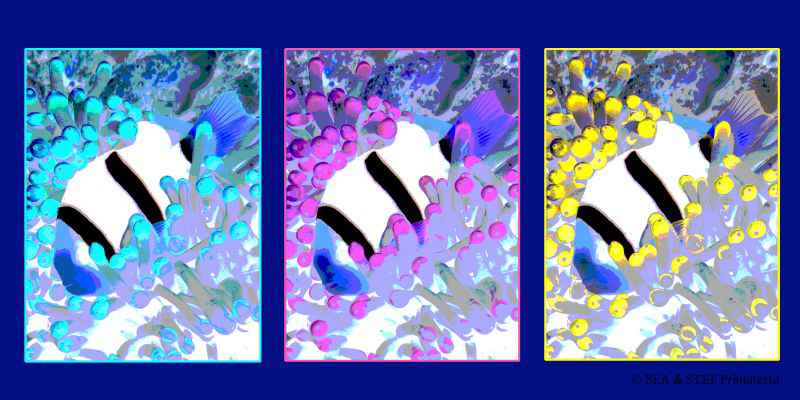 Anemonefish II by Bea & Stef Primatesta 