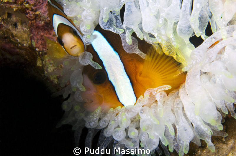 nikon d2x 60 mm micro by Puddu Massimo 