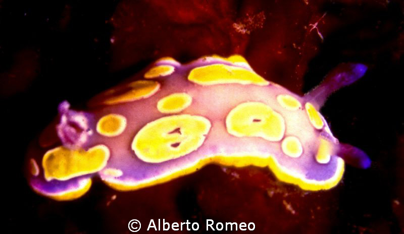 Portrait of the Chromodoris luteorosea by Alberto Romeo 