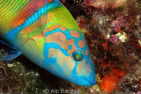 From Bodrum/Turkiye. Taken with Nikon D80, 60mm macro len... by Alp Baranok 