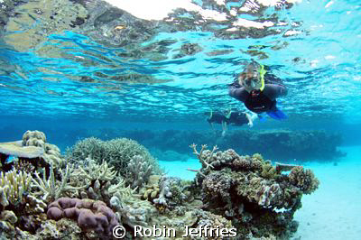 Snorkeling the coral gardens at Wheeler Reef. 
Nikon D90... by Robin Jeffries 