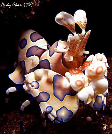 Harlequin Shrimp - Seraya Secret
G9 + Inon UCL 165 + SB ... by Andy Chan 